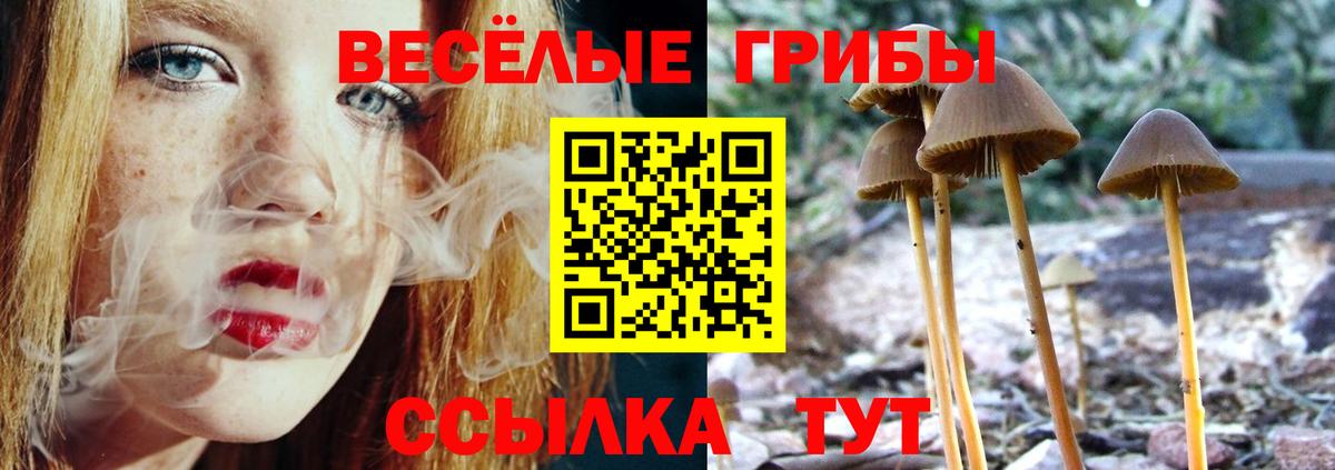 Галлюциногенные грибы Psilocybe Новороссийск