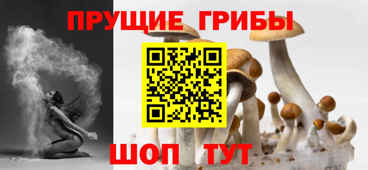 Новороссийск  Псилоцибиновые грибы прущие грибы  Псилоцибиновые грибы GOLDEN TEACHER  цены наркотик  Вход с VPN 